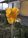 黄色い花・アップ